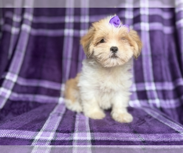 Medium Photo #7 Lhasa Apso Puppy For Sale in LAKELAND, FL, USA