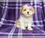 Small #6 Lhasa Apso