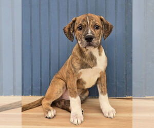 American Pit Bull Terrier-Catahoula Leopard Dog Mix Dogs for adoption in Lakewood, CO, USA