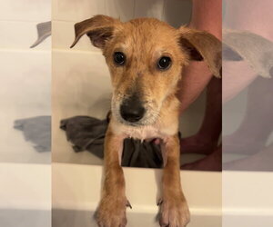 German Shepherd Dog-Unknown Mix Dogs for adoption in Aurora, CO, USA