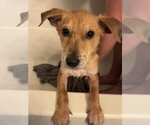 Small German Shepherd Dog Mix