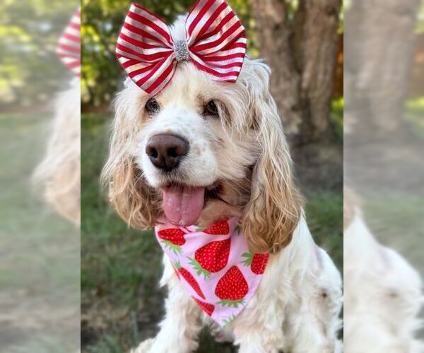 Medium Photo #4 Cocker Spaniel Puppy For Sale in Arlington, VA, USA