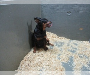 Miniature Pinscher Dogs for adoption in CARROLLTON, GA, USA