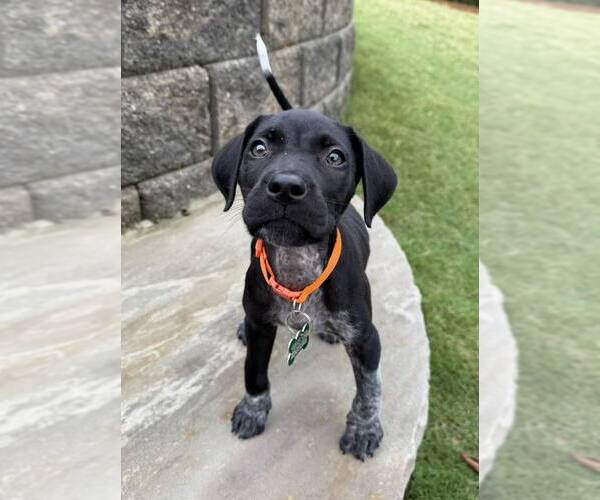 Medium Photo #4 German Shorthaired Pointer-Unknown Mix Puppy For Sale in Greenville, SC, USA