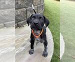 Small #3 German Shorthaired Pointer Mix