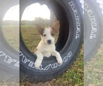 Puppy 2 Border Collie-Red Heeler Mix