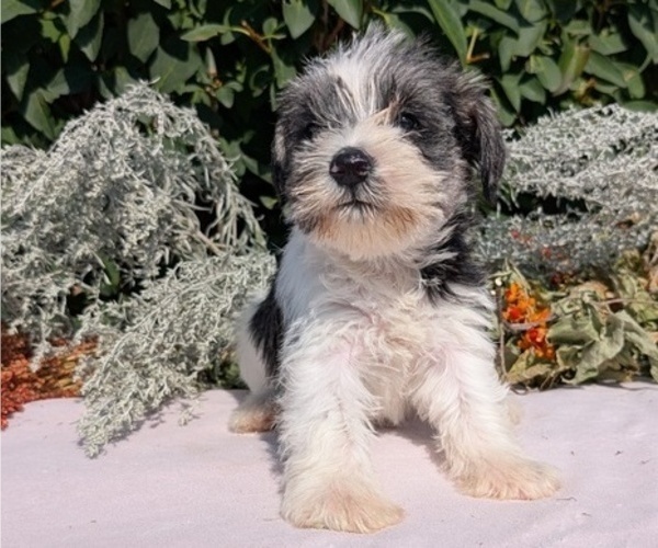 Medium Photo #64 Schnauzer (Miniature) Puppy For Sale in GOSHEN, IN, USA