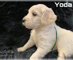 Small Photo #18 Goldendoodle Puppy For Sale in COLONIAL HEIGHTS, TN, USA