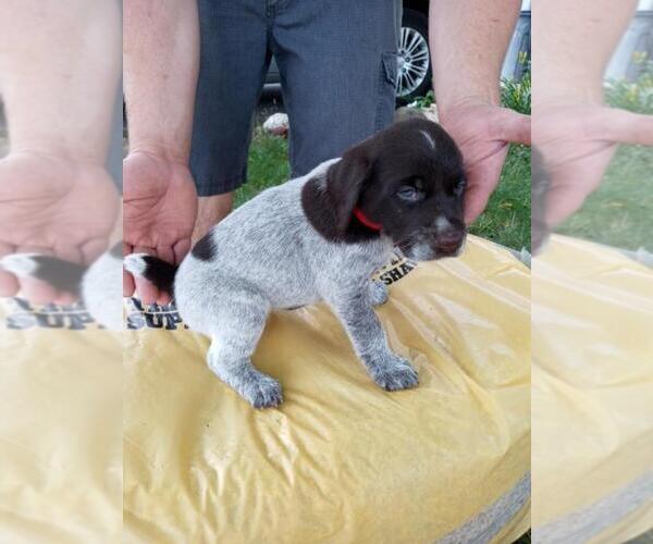 Medium Photo #7 German Wirehaired Pointer Puppy For Sale in ISANTI, MN, USA