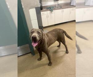 Labrador Retriever Dogs for adoption in Santa Maria, CA, USA