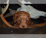 Small #1 Cavapoo