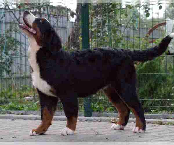 Medium Photo #4 Bernese Mountain Dog Puppy For Sale in Maladzyechna, Minsk, Belarus