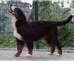 Small #3 Bernese Mountain Dog