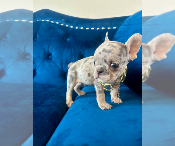 Medium Photo #4 French Bulldog Puppy For Sale in ENCINO, CA, USA