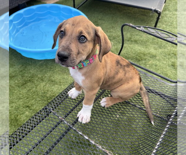 Medium Photo #1 Great Dane-Unknown Mix Puppy For Sale in OKLAHOMA CITY, OK, USA