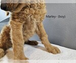 Small Photo #7 Goldendoodle Puppy For Sale in SCAPPOOSE, OR, USA