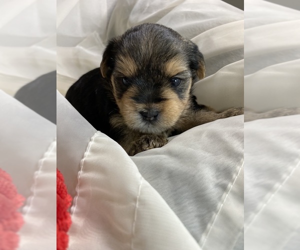 Medium Photo #1 Yorkshire Terrier Puppy For Sale in ROCK HILL, SC, USA