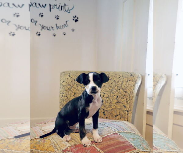 Medium Photo #1 Labrador Retriever-Unknown Mix Puppy For Sale in Rockaway, NJ, USA