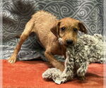 Small #1 Labrador Retriever Mix