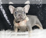 Puppy Rainbow AKC French Bulldog