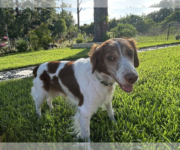 Medium Photo #3 Brittany Puppy For Sale in Curwensville, PA, USA