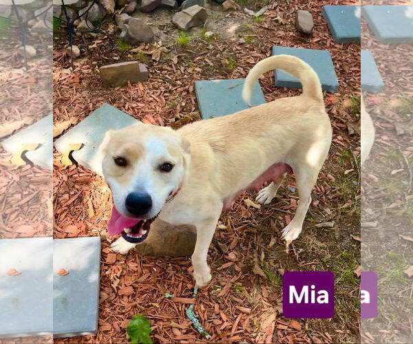 Medium Photo #4 Black Mouth Cur-German Shepherd Dog Mix Puppy For Sale in Alexander, AR, USA