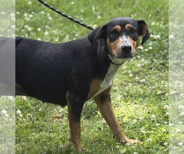 Medium Photo #2 Mutt Puppy For Sale in Yardley, PA, USA