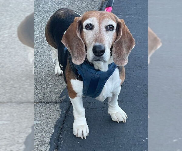 Medium Photo #1 Basset Hound Puppy For Sale in Petaluma, CA, USA