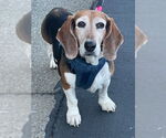 Small Basset Hound