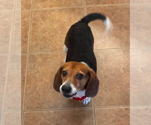 Chip V - Male Beagle Dog for Adoption - Photo #13