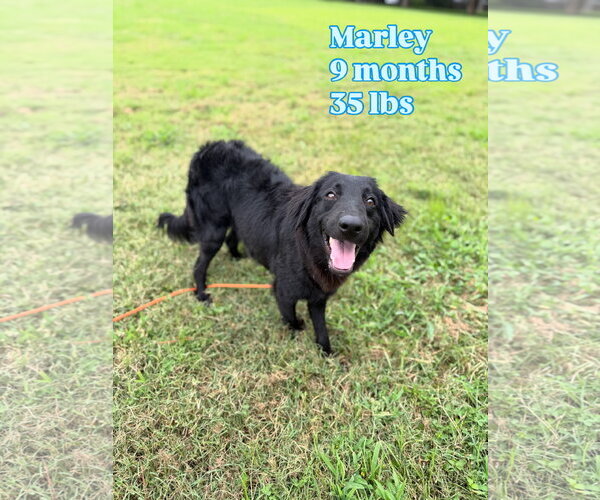 Medium Photo #2 Mutt Puppy For Sale in Virginia Beach, VA, USA