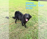 Small #1 Mutt
