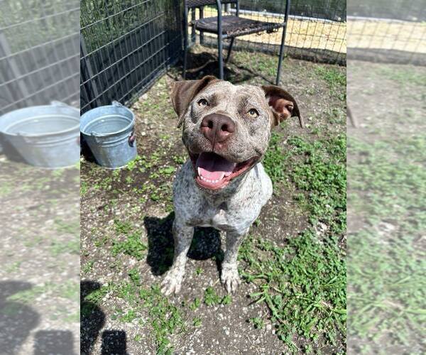 Medium Photo #1 Mutt Puppy For Sale in Abbeville, LA, USA