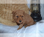 Small #2 Cavapoo (Miniature)-Poodle (Toy) Mix
