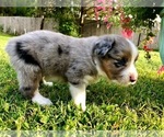 Small Photo #8 Miniature Australian Shepherd Puppy For Sale in WOODWARD, OK, USA