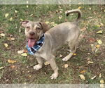 Small #3 American Pit Bull Terrier-Beagle Mix