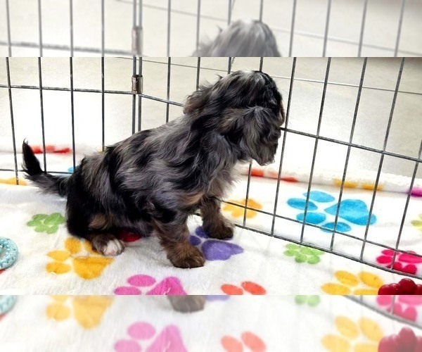 Medium Photo #4 Cavapoo (Miniature)-Poodle (Toy) Mix Puppy For Sale in ORO VALLEY, AZ, USA