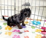 Willow - Female Cavapoo (Miniature)-Poodle (Toy) Mix Puppy for Sale - Photo #4