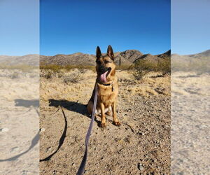 German Shepherd Dog Dogs for adoption in West Sacramento, CA, USA