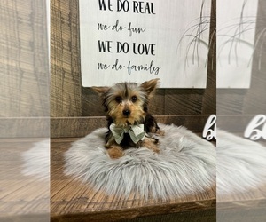 Yorkshire Terrier Puppy for sale in NAPPANEE, IN, USA