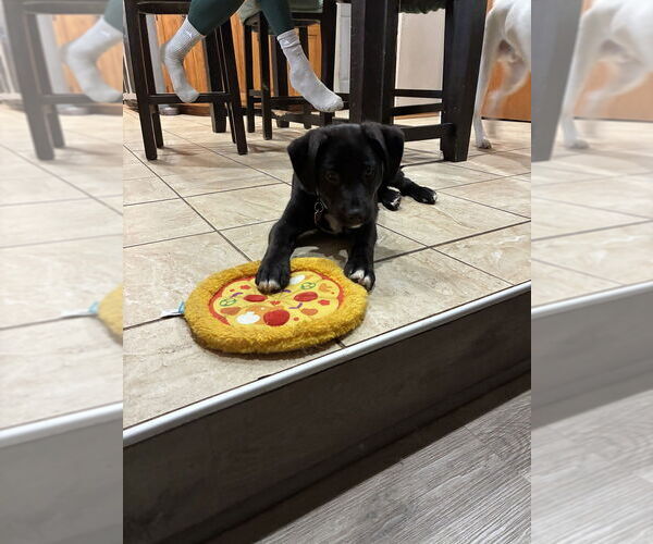 Medium Photo #2 Mutt Puppy For Sale in Springdale, PA, USA