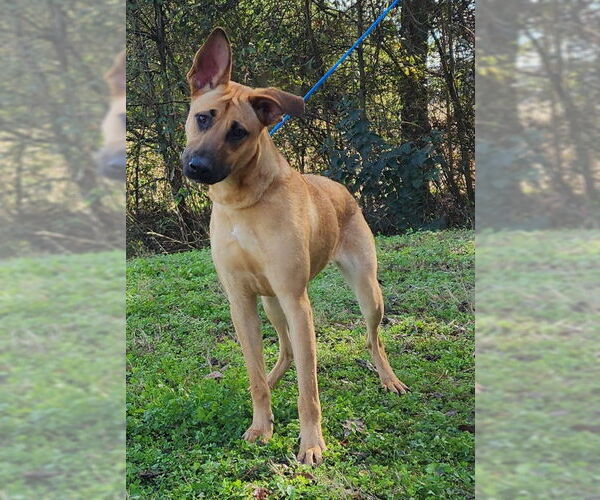 Medium Photo #4 Black Mouth Cur-Unknown Mix Puppy For Sale in Wetumpka, AL, USA