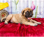 Small Photo #38 Mastiff Puppy For Sale in WAKARUSA, IN, USA