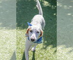 Small Photo #3 Mutt Puppy For Sale in Hilton Head, SC, USA
