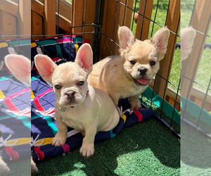 French Bulldog Puppy for sale in GRANDVIEW, WA, USA