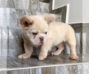 French Bulldog Puppy for Sale in BAKERSFIELD, California USA