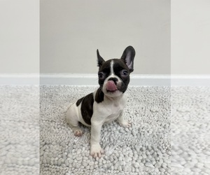French Bulldog Dog for Adoption in CHARLESTON, South Carolina USA