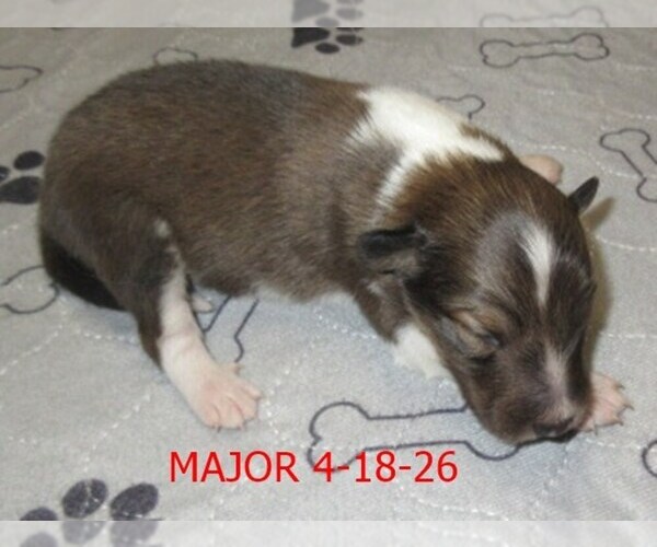 Medium Photo #1 Shetland Sheepdog Puppy For Sale in SOLON, ME, USA