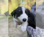 Puppy TriBlackWhite1 Border Collie