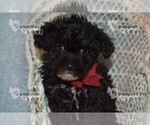 Small #17 Poodle (Toy)